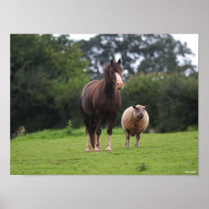 Bob Langrish   Walisischer Pony Mare Stehend mit S Poster