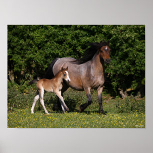 Bob Langrish Walisischer Pony Mare und Foal Runn Poster