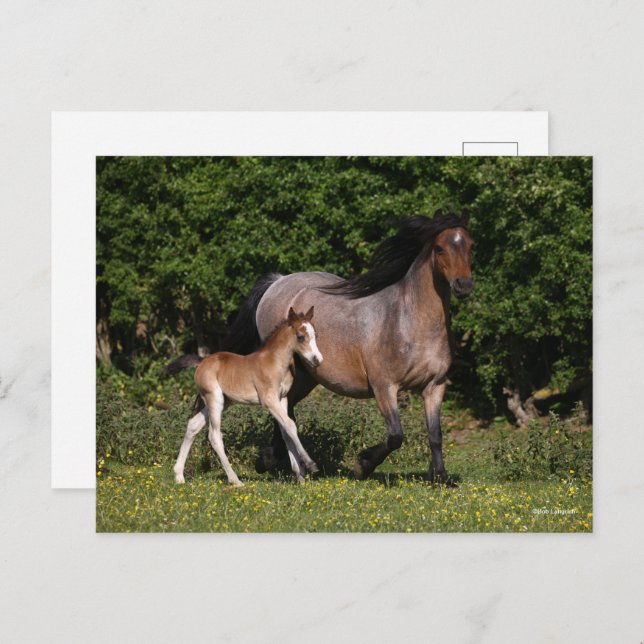 Bob Langrish | Walisischer Pony Mare und Foal Runn Postkarte (Vorne/Hinten)