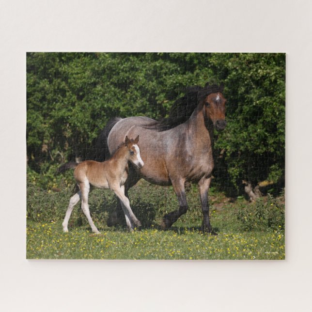 Bob Langrish | Walisischer Pony Mare und Foal Runn Puzzle (Horizontal)