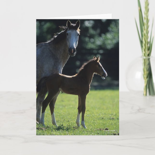 Bob Langrish | Warmblut Mare and Foal Backlit Karte (Vorderseite)