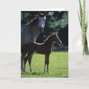 Bob Langrish Warmblut Mare and Foal Backlit Karte