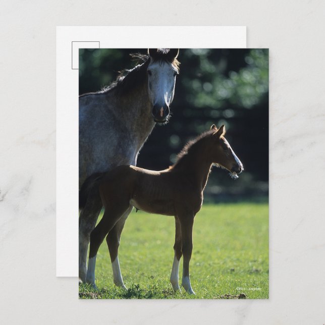 Bob Langrish | Warmblut Mare and Foal Backlit Postkarte (Vorne/Hinten)