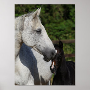 Bob Langrish   Warmblut-Mare- und Fotopapier Poster