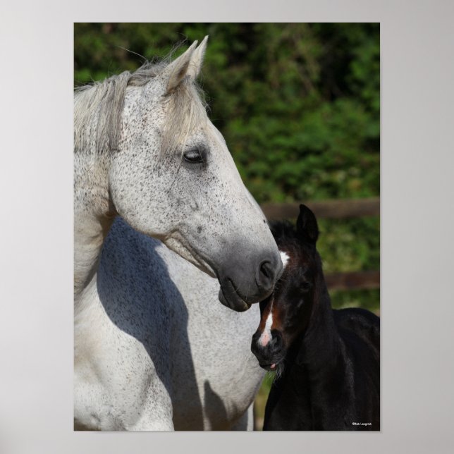 Bob Langrish | Warmblut-Mare- und Fotopapier Poster (Vorne)