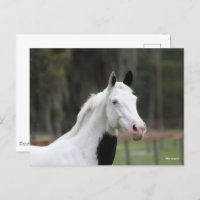 Bob Langrish | Warmblut-Pinto-Pferdekopf