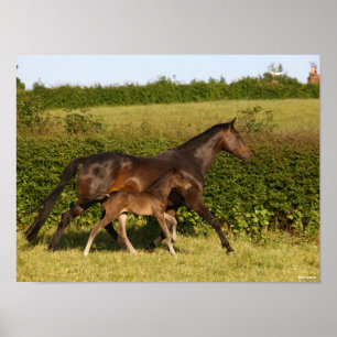 Bob Langrish   Warmblut und Foal Walking Poster