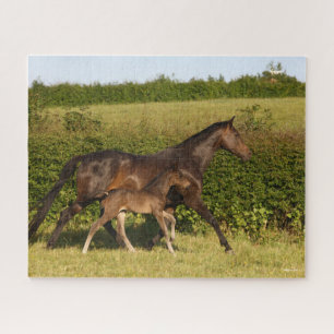 Bob Langrish   Warmblut und Foal Walking Puzzle