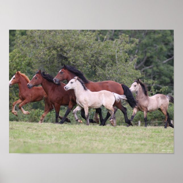 Bob Langrish Welsh Ponies Running Mares und Foals Poster (Vorne)