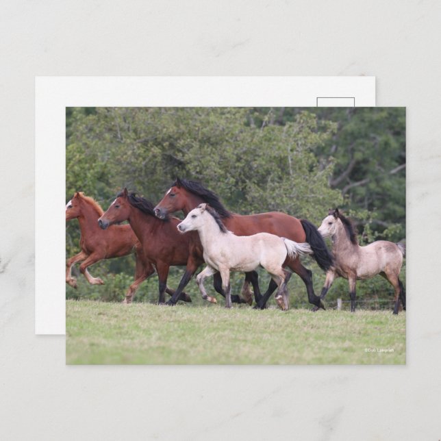 Bob Langrish Welsh Ponies Running Mares und Foals Postkarte (Vorne/Hinten)