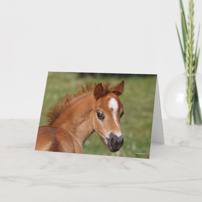 Bob Langrish | Welsh Pony Foal Headshot Karte (Vorderseite)