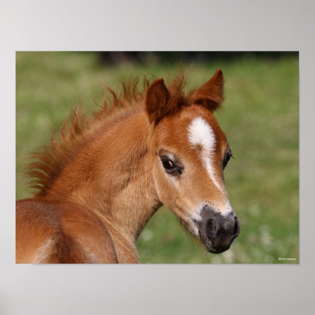Bob Langrish | Welsh Pony Foal Headshot Poster (Vorne)