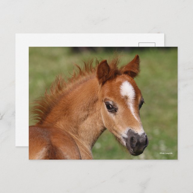 Bob Langrish | Welsh Pony Foal Headshot Postkarte (Vorne/Hinten)