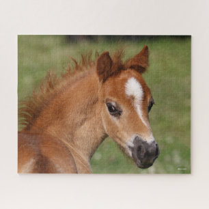 Bob Langrish   Welsh Pony Foal Headshot Puzzle