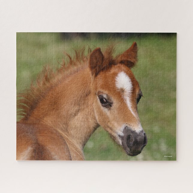 Bob Langrish | Welsh Pony Foal Headshot Puzzle (Horizontal)