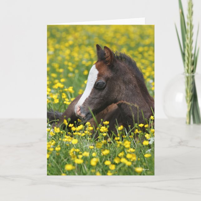 Bob Langrish | Welsh Pony Foal Resting In Flowers Karte (Vorderseite)