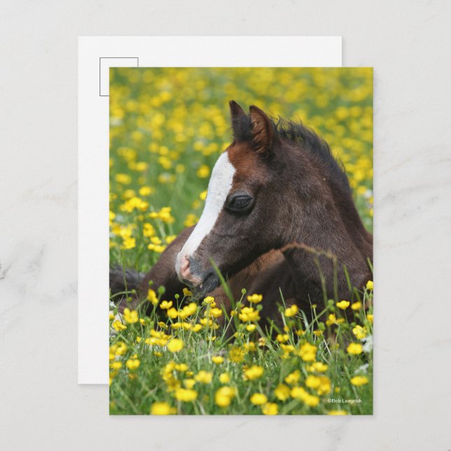 Bob Langrish | Welsh Pony Foal Resting In Flowers Postkarte (Vorne/Hinten)