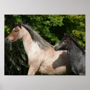 Bob Langrish   Welsh Pony Mare and Foal Headshot Poster