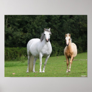 Bob Langrish   Welsh Pony Mare and Foal Poster