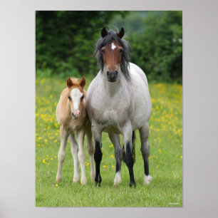 Bob Langrish   Welsh Pony Mare and Foal Stehend Poster