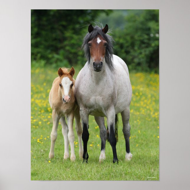 Bob Langrish | Welsh Pony Mare and Foal Stehend Poster (Vorne)