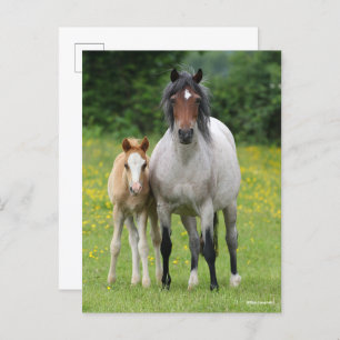 Bob Langrish   Welsh Pony Mare and Foal Stehend Postkarte