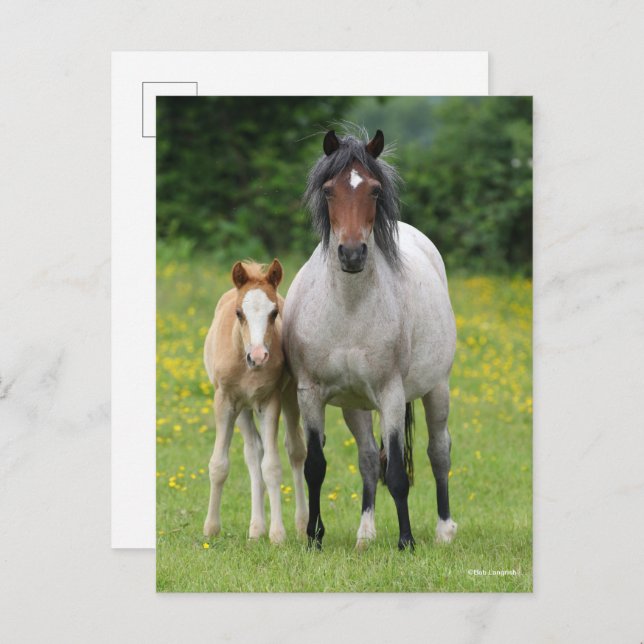 Bob Langrish | Welsh Pony Mare and Foal Stehend Postkarte (Vorne/Hinten)