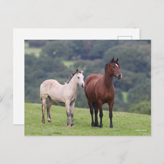 Bob Langrish | Welsh Pony Mare and Foal Stehend Postkarte (Vorne/Hinten)