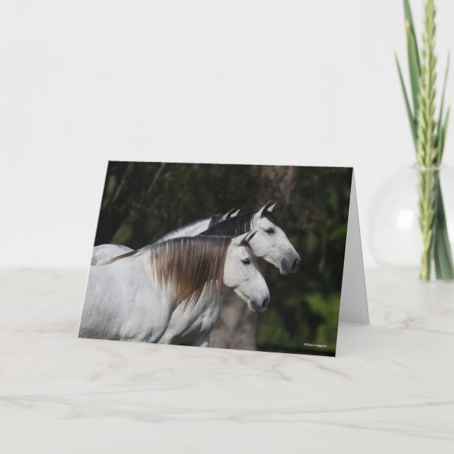 Bob Langrish | Zwei Andalusier Stehend Karte (Vorderseite)