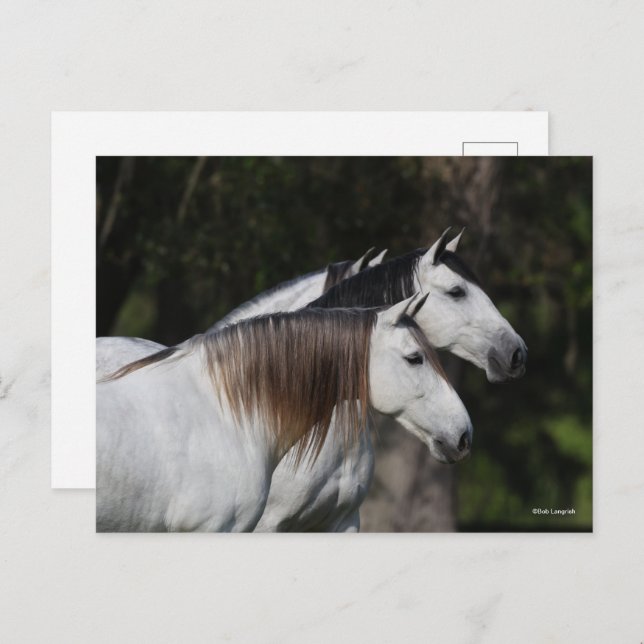 Bob Langrish | Zwei Andalusier Stehend Postkarte (Vorne/Hinten)