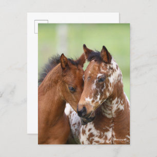 Bob Langrish   Zwei Appaloosa Foals Meeting Postkarte