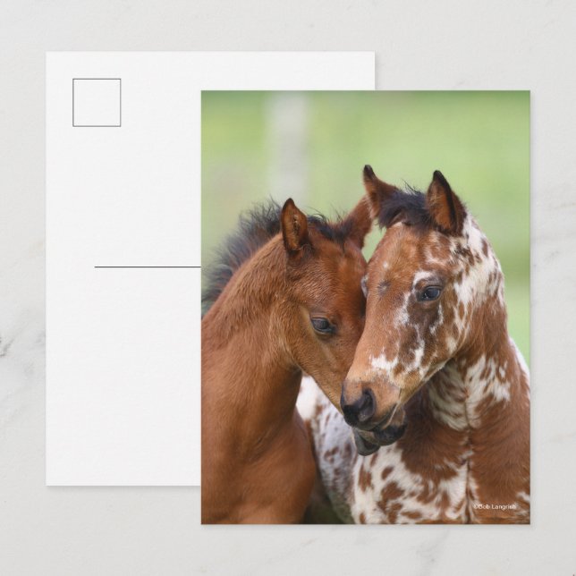 Bob Langrish | Zwei Appaloosa Foals Meeting Postkarte (Vorne/Hinten)