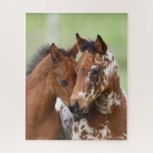 Bob Langrish   Zwei Appaloosa Foals Meeting Puzzle