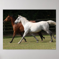 Bob Langrish | Zwei Arabische Pferde, die zusammen