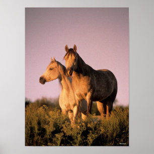 Bob Langrish Zwei arabische Pferde stehen bei So Poster