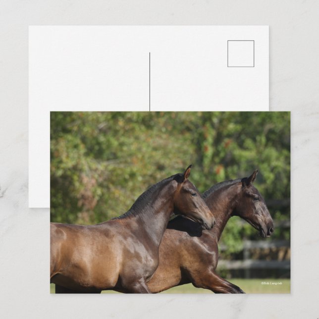 Bob Langrish | Zwei braune andalusische Pferde lau Postkarte (Vorne/Hinten)