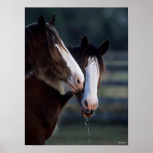 Bob Langrish   Zwei Clydesdale Pferde Headshot Poster