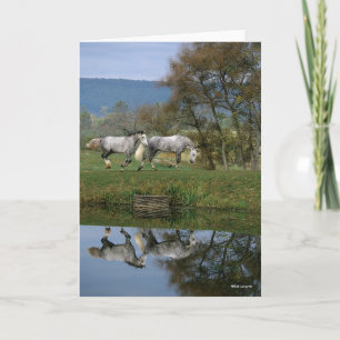 Bob Langrish Zwei Gemeine Warmblüten am See Karte