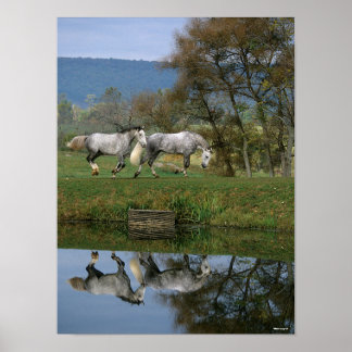 Bob Langrish | Zwei Gemeine Warmblüten am See Poster