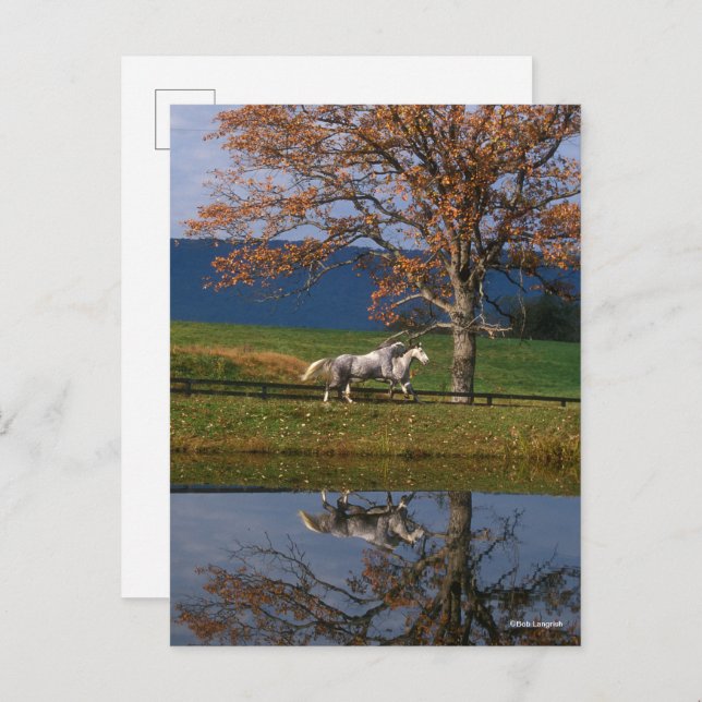 Bob Langrish | Zwei Gemeine Warmblüten am See Postkarte (Vorne/Hinten)