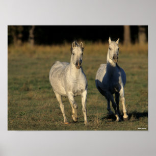 Bob Langrish   Zwei graue Araber, die zusammenlauf Poster