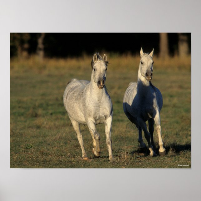 Bob Langrish | Zwei graue Araber, die zusammenlauf Poster (Vorne)