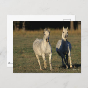 Bob Langrish   Zwei graue Araber, die zusammenlauf Postkarte