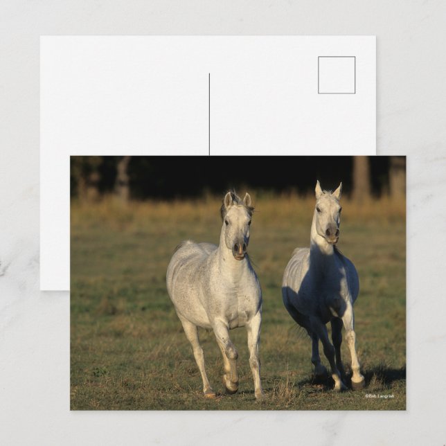 Bob Langrish | Zwei graue Araber, die zusammenlauf Postkarte (Vorne/Hinten)