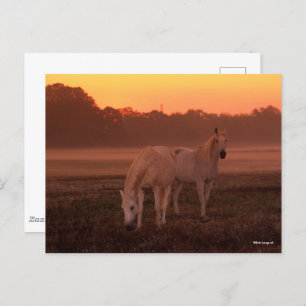 Bob Langrish   Zwei graue Arabische Pferde Stehend Postkarte