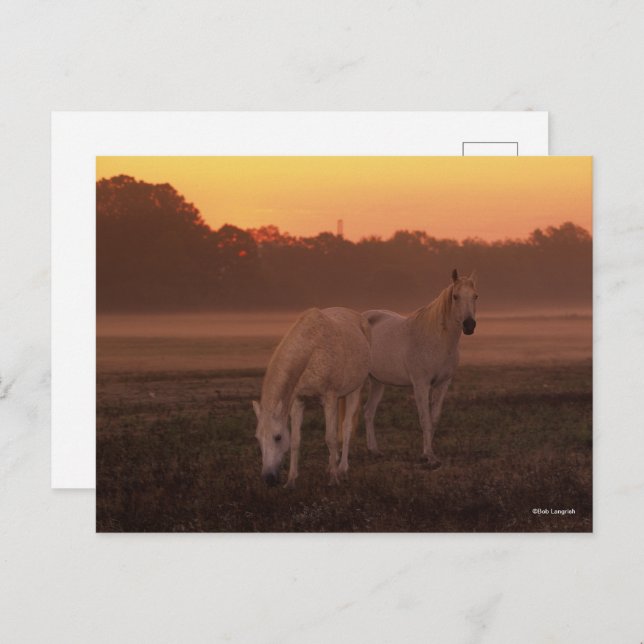 Bob Langrish | Zwei graue Arabische Pferde Stehend Postkarte (Vorne/Hinten)