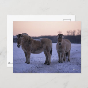 Bob Langrish   Zwei im Schnee Stehende Fjordpferde Postkarte