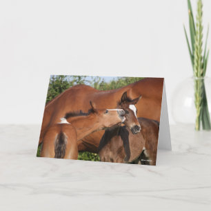 Bob Langrish   Zwei irische Pferdefohlen spielen Karte