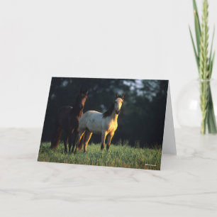 Bob Langrish   Zwei Kiger Mustangs Stehend Karte