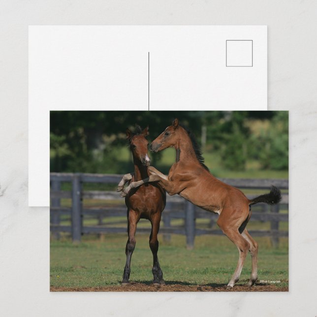 Bob Langrish | Zwei Morgan Foals Postkarte (Vorne/Hinten)